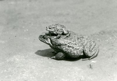 Eine europäische Kröte, die auf einer Riesenkane-Kröte sitzt, London Zoo, August 1923 von Frederick William Bond